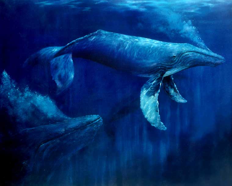 Humback Whales